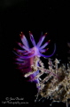   Flabellina rubrolineata standing be counted photographed  